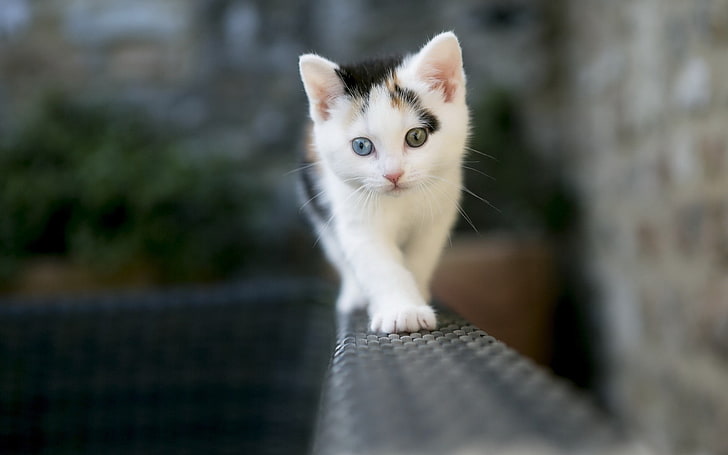 white and brown kitten, cat, kittens, depth of field, animals, heterochromia, HD wallpaper