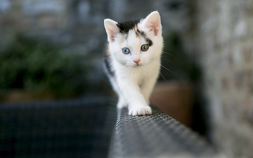 бело-коричневый котенок, кот, котята, глубина резкости, животные, гетерохромия, HD обои HD wallpaper
