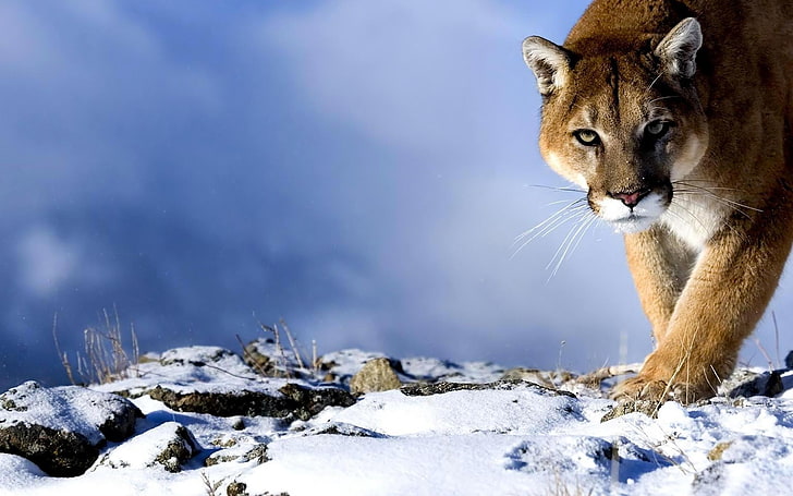 Erwachsene braune Löwin, Puma, Schnee, Jagd, Trick, große Katze, Raubtier, HD-Hintergrundbild