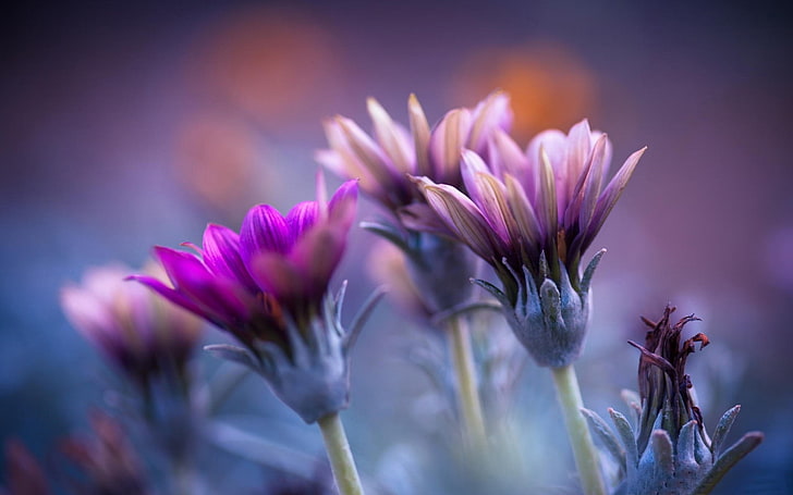 fleurs fond flou-fond d'écran HD grand écran, fleurs violettes, Fond d'écran HD