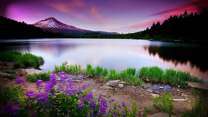 photo of body of water near mountains surrounded with purple flower during dome time, Skies, photo, body of water, mountains, purple flower, dome, time, nature, spring  lake, reflection, flowers, lake, mountain, landscape, outdoors, water, scenics, sky, beauty In Nature, forest, tree, HD wallpaper