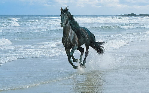 beach animals horses running 1920x1200  Animals Horses HD Art , beach, animals, HD wallpaper HD wallpaper