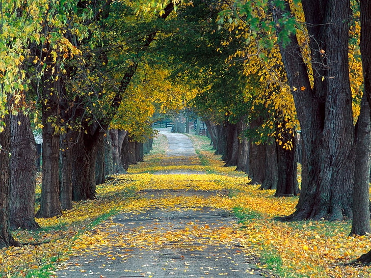 желтые и зеленые лиственные деревья, дорога, проспект, деревья, осень, кентукки, HD обои