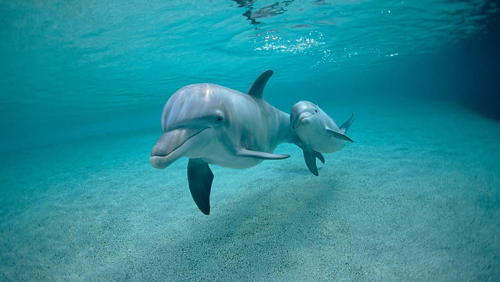 вода, под вода, делфин, животни, HD тапет