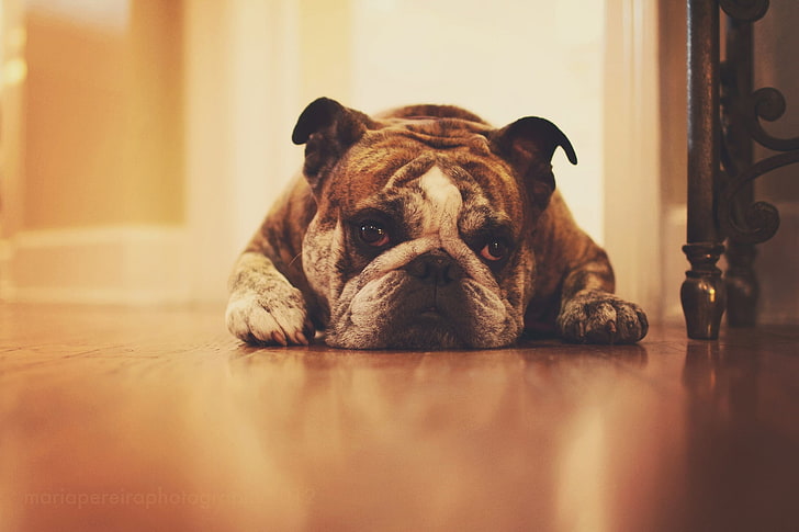 bronzeado Bulldog inglês, bulldog, rosto, grosso, HD papel de parede