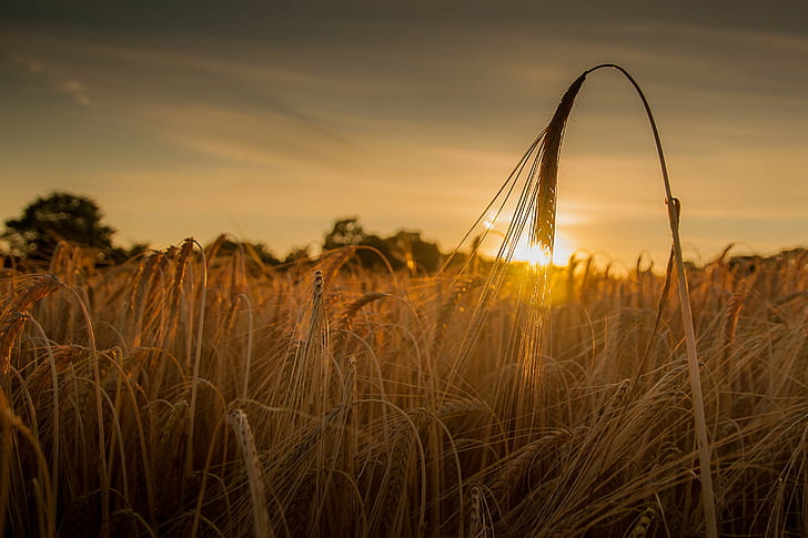 Giacimento di grano di tramonto, tramonto, campo, grano, ore, oro, Sfondo HD