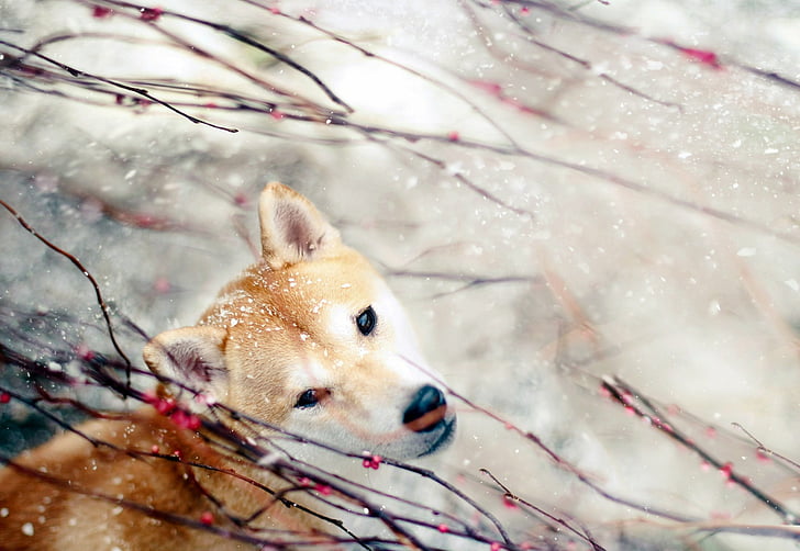 Dogs, Shiba Inu, HD wallpaper