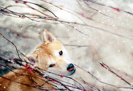 Dogs, Shiba Inu, HD wallpaper HD wallpaper