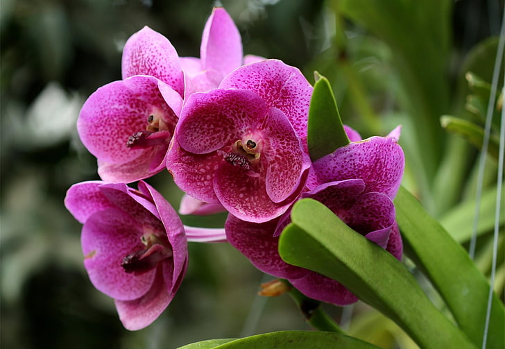 pink petaled flowers, orchids, flowers, flowerbed, green, close-up, HD wallpaper