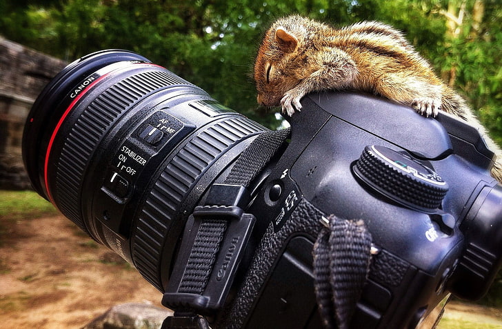 czarny aparat Canon DSLR, wiewiórka, aparat, Canon, Canon 7D, zwierzęta, Tapety HD