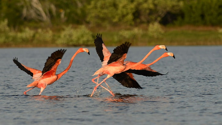 Tiere, Natur, Flamingos, Vögel, Wasser, HD-Hintergrundbild