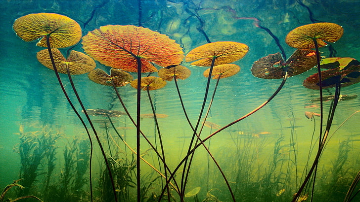yellow and green lily pad plants, water, algae, plants, depth, underwater world, HD wallpaper