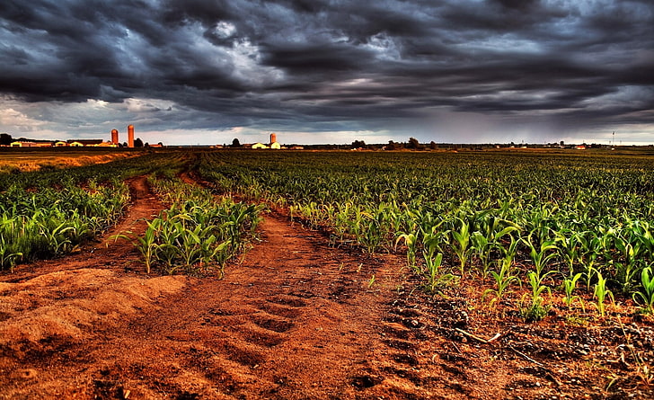 Piantagione di mais HDR, campo di grano, Aero, creativo, mais, piantagione, Sfondo HD