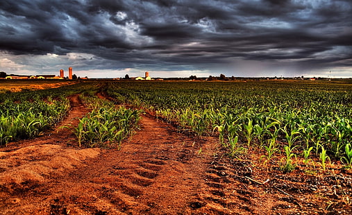 Plantación de maíz HDR, maizal, aero, creativo, maíz, plantación, Fondo de pantalla HD HD wallpaper