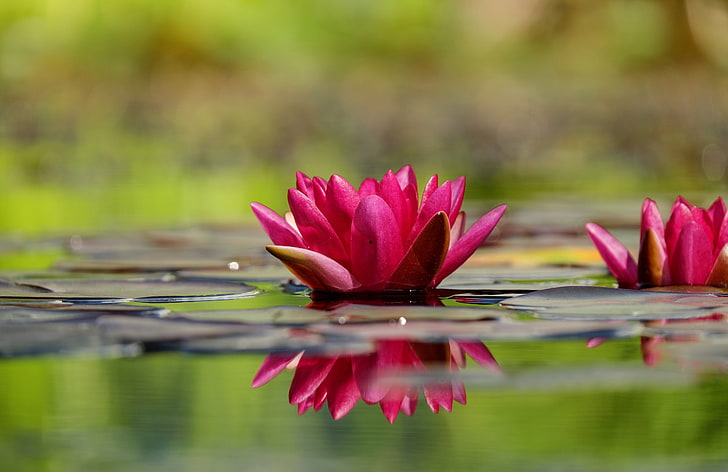 fleur de lotus rouge, nénuphar, fleur, pétales, eau, Fond d'écran HD