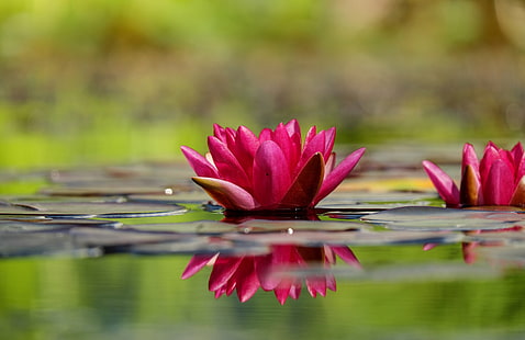 fleur de lotus rouge, nénuphar, fleur, pétales, eau, Fond d'écran HD HD wallpaper