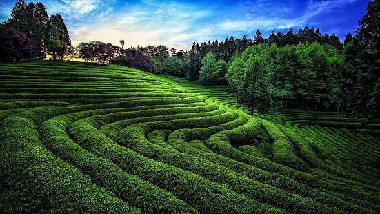 planta verde, naturaleza, fotografía, paisaje, verde, té, campo, árboles, luz solar, colinas, Corea del Sur, Fondo de pantalla HD HD wallpaper