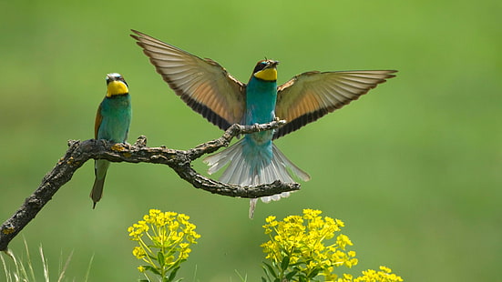 Bee-eaters, flowers, branch, wings, bee-eater, birds, bee-eaters, HD wallpaper HD wallpaper