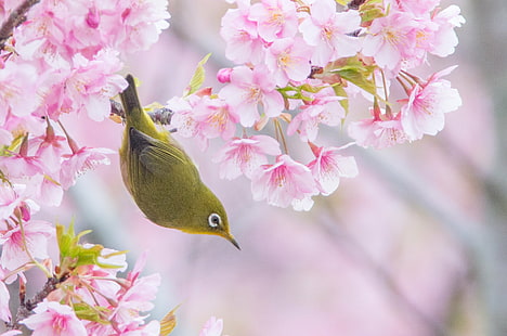 uccello verde su albero in fiore, uccello verde, albero in fiore, PENTAX K-30, BORG, AF, adattatore, 7X, occhi bianchi, natura, rosa Colore, ramo, albero, fiore, testa di fiore, primavera, petalo, fiore, Sfondo HD HD wallpaper