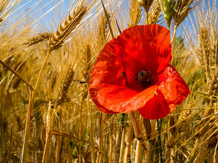червено маково цвете в пшенично поле през деня, червено петно, уши, червен мак, цвете, пшенично поле, през деня, папавър, жълто, ngc, ечемик, природа, мак, растение, поле, червено, лято, небе, селски сцена, селско стопанство , на открито, HD тапет