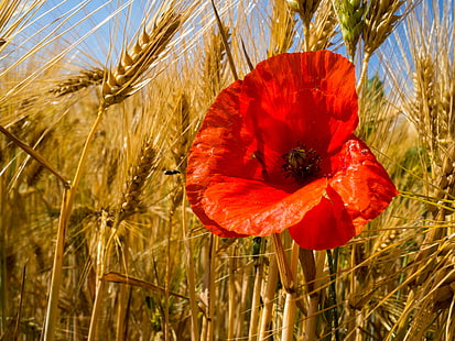 червено маково цвете в пшенично поле през деня, червено петно, уши, червен мак, цвете, пшенично поле, през деня, папавър, жълто, ngc, ечемик, природа, мак, растение, поле, червено, лято, небе, селски сцена, селско стопанство , на открито, HD тапет HD wallpaper