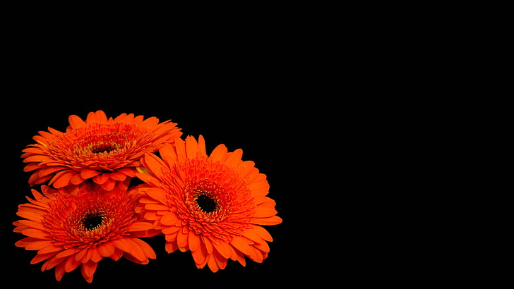 Fundo escuro, flores gerbera, 4K, margaridas laranja gerber, HD papel de parede