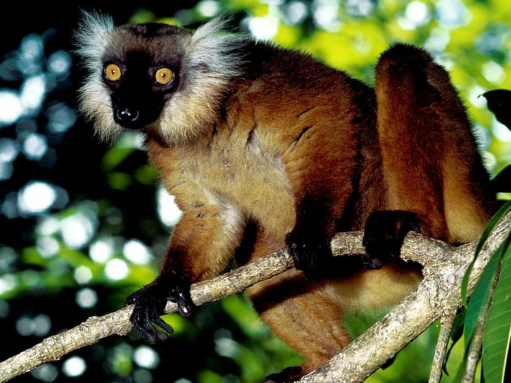 الليمور ، مدغشقر ، الرئيسيات، خلفية HD