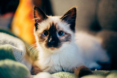 Сиамский котенок, котенок, сиамский, милый, HD обои HD wallpaper