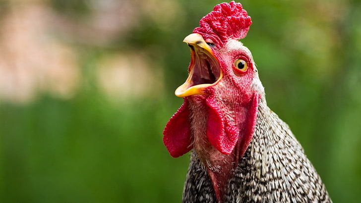 fotografi fokus selektif dari ayam hitam dan putih, ayam, ayam jantan, burung, Wallpaper HD