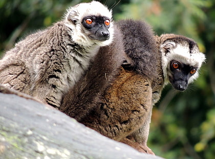 foto av två bruna och vita lemurer, lemurer, lugo, lemures, lugo, lemur, primat, djur, vilda djur, ring-tailed lemur, madagaskar, natur, däggdjur, afrika, utrotningshotade arter, apa, djur i naturen, söt, apa, HD tapet HD wallpaper