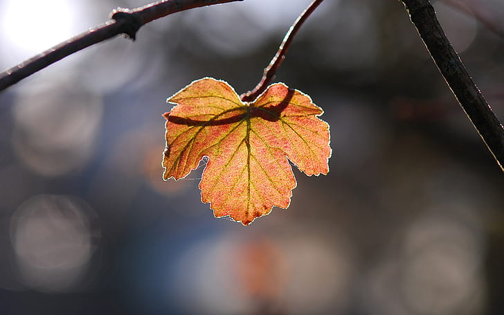 Leaf Autumn HD, ธรรมชาติ, ฤดูใบไม้ร่วง, ใบไม้, วอลล์เปเปอร์ HD