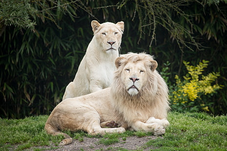 two albino lions, grass, cats, Leo, pair, lioness, white lions, HD wallpaper HD wallpaper