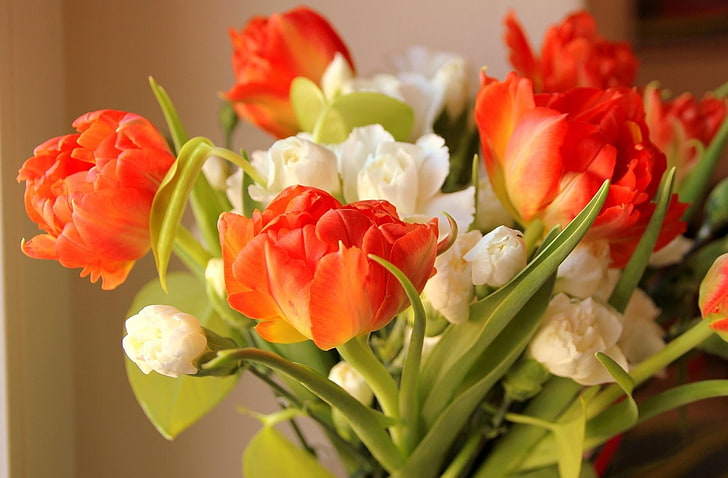tulipa laranja e branco cravo flores, ulips, flores, fluindo, flor, borrando, HD papel de parede