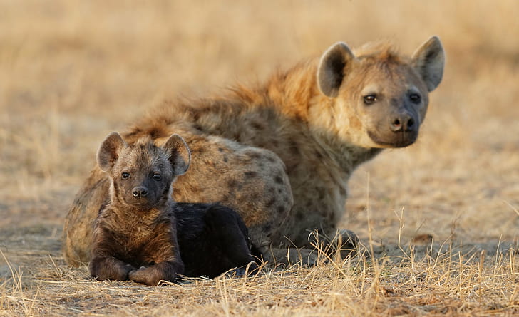 animals, baby, Cub, hyena, Two, HD wallpaper