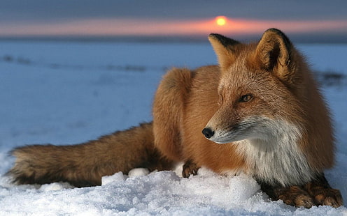 fox, animals, snow, HD wallpaper HD wallpaper