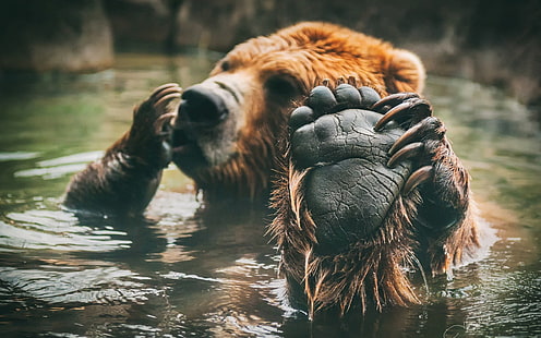 niedźwiedź brunatny, zwierzęta, niedźwiedzie, woda, łapy, Tapety HD HD wallpaper