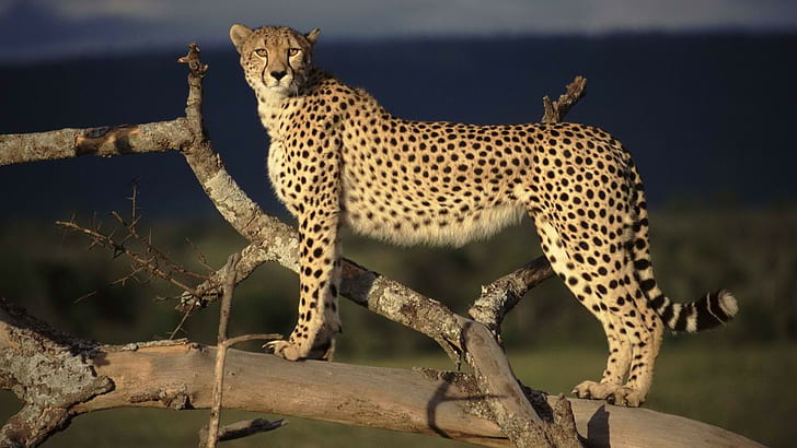 Cheetah HD, binatang, cheetah, Wallpaper HD