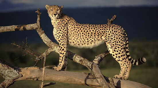 Gepard HD, Tiere, Gepard, HD-Hintergrundbild HD wallpaper