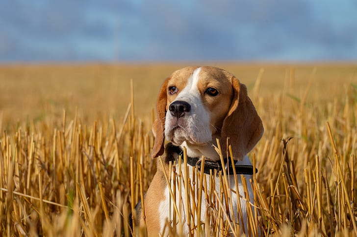 campo, mirada, cara, retrato, perro, rastrojo, beagle, Fondo de pantalla HD
