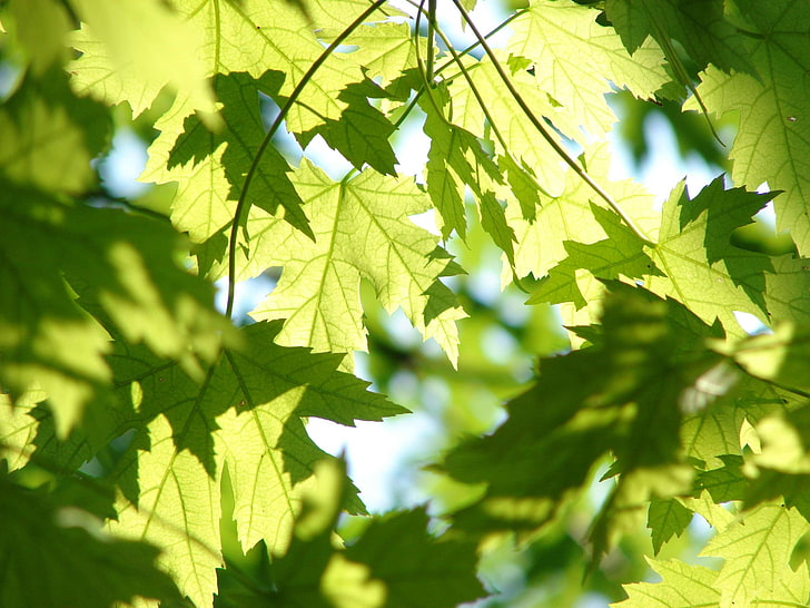 green, leaf, leaves, maple, nature, season, summer, sunlit, tree, HD wallpaper