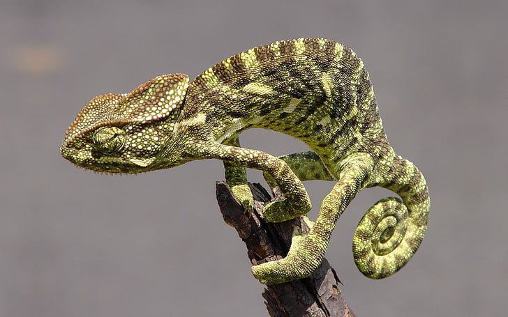 chameleon, HD wallpaper