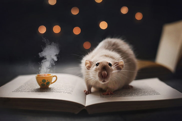kopi, buku, tikus, cangkir, bacaan malam hari, Wallpaper HD