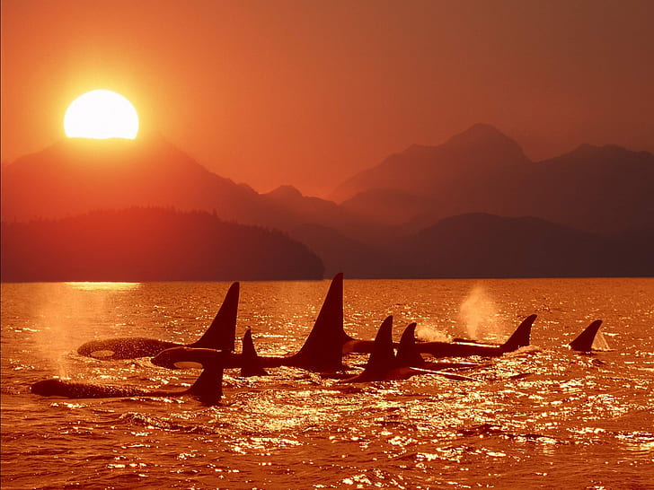 mar, puesta de sol, orcas, Fondo de pantalla HD