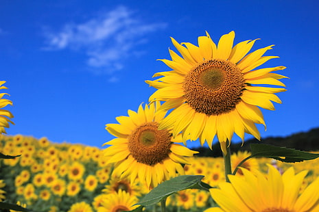 حقل عباد الشمس ، الحقل ، السماء ، الأوراق ، الزهور ، عباد الشمس ، البتلات، خلفية HD HD wallpaper