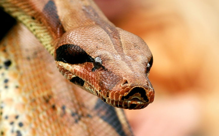 brown snake, boa, snake, eyes, venomous, HD wallpaper