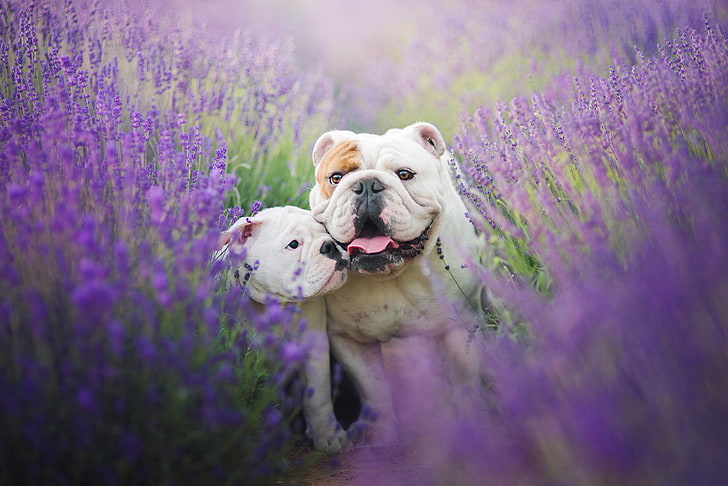 field, language, dogs, summer, flowers, mood, two, puppy, lavender, attachment, English bulldog, the bulldogs, mom and baby, HD wallpaper
