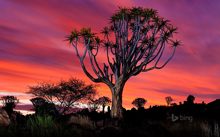 Namibia Quiver Tree-Bing Desktop Wallpaper, HD wallpaper