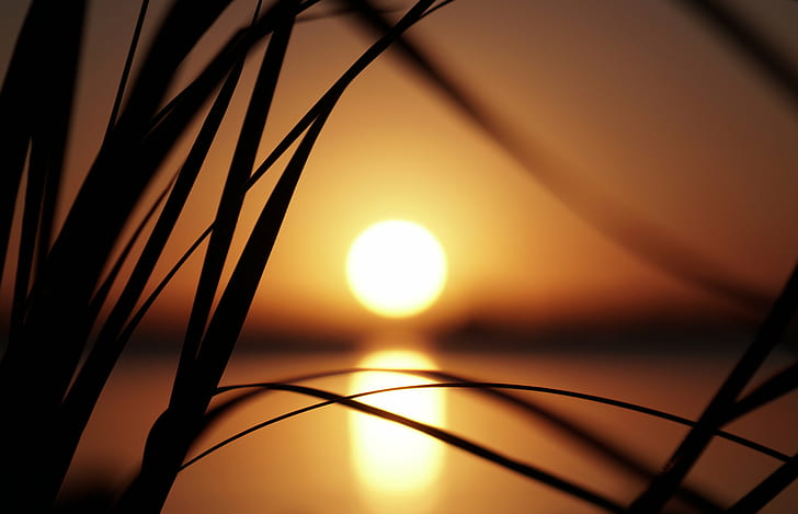 silhouette di erba durante il tramonto, Cadenza, silhouette, tramonto, sawgrass, erba segata, merritt island florida, laguna del fiume indiano, corso d'acqua intracoastal, costa dello spazio, contea di brevard, sony a6300, 70-200mm, Sfondo HD
