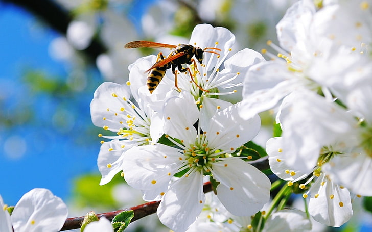 白い花びら、スズメバチ、花、白い花、自然、マクロ、昆虫、動物、 HDデスクトップの壁紙