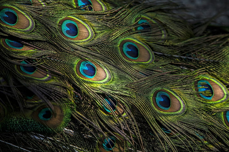 feathers, HD wallpaper